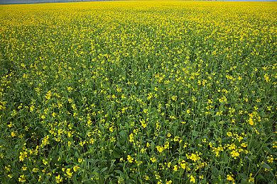 Steam最新一周销量榜 《七龙珠 电光炸裂！ZERO》二连冠