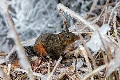 报告称PlayStation玩家显著增长 而Steam和Xbox在下滑